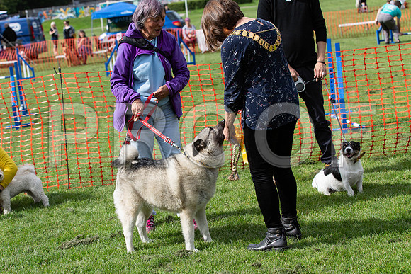 551_HebdensHappyHounds2019_craigshaw