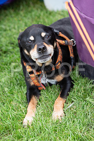 583_HebdensHappyHounds2019_craigshaw