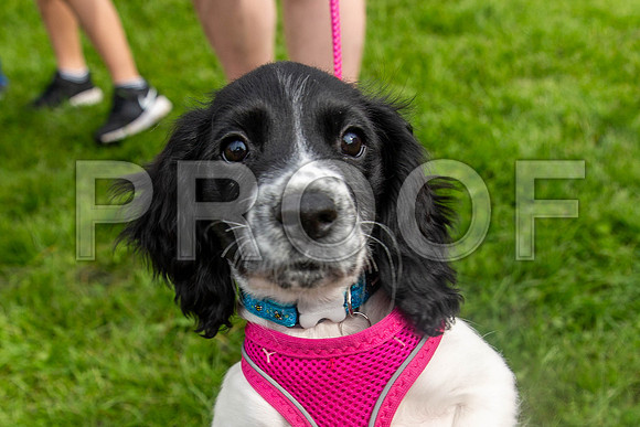 603_HebdensHappyHounds2019_craigshaw