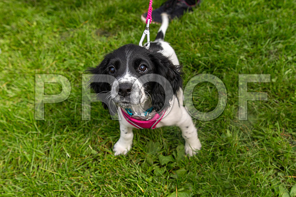 608_HebdensHappyHounds2019_craigshaw
