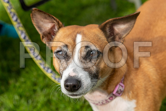 612_HebdensHappyHounds2019_craigshaw