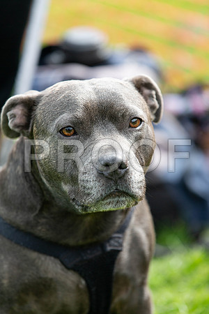 619_HebdensHappyHounds2019_craigshaw