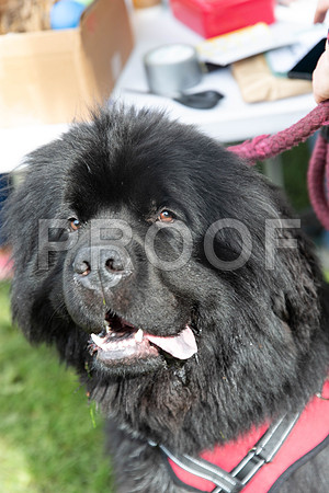 626_HebdensHappyHounds2019_craigshaw