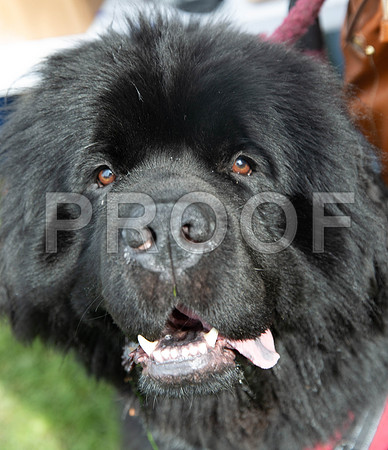 631_HebdensHappyHounds2019_craigshaw