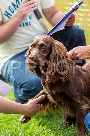 643_HebdensHappyHounds2019_craigshaw