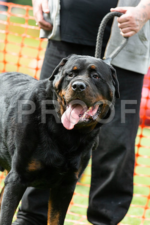 648_HebdensHappyHounds2019_craigshaw