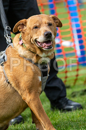 649_HebdensHappyHounds2019_craigshaw
