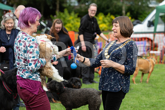652_HebdensHappyHounds2019_craigshaw