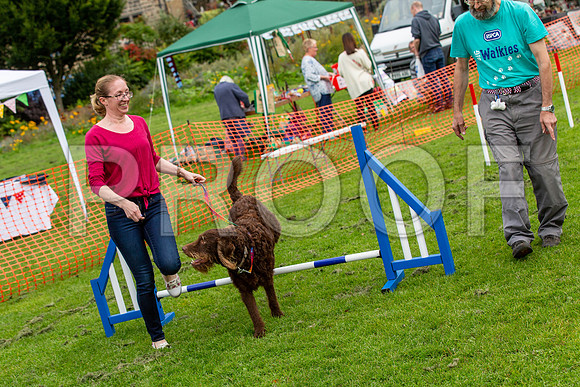 669_HebdensHappyHounds2019_craigshaw