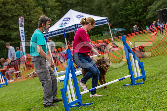 670_HebdensHappyHounds2019_craigshaw