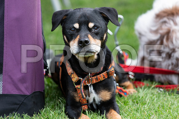 676_HebdensHappyHounds2019_craigshaw