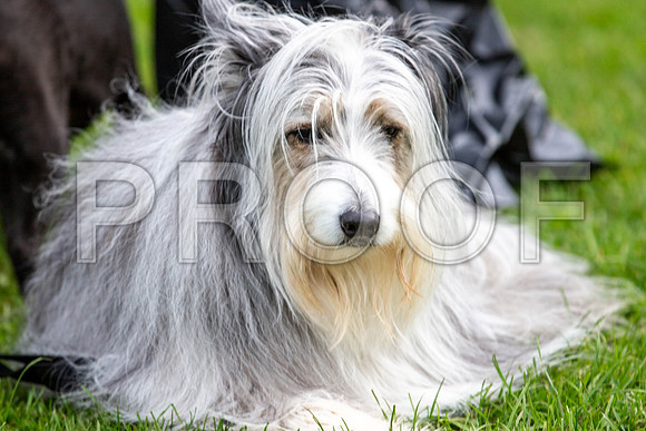 678_HebdensHappyHounds2019_craigshaw