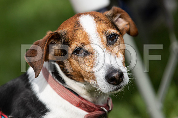 715_HebdensHappyHounds2019_craigshaw