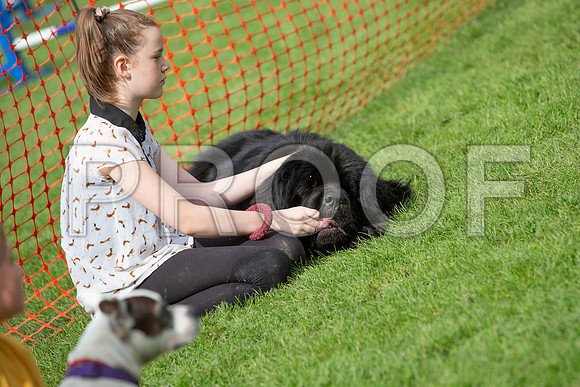 720_HebdensHappyHounds2019_craigshaw