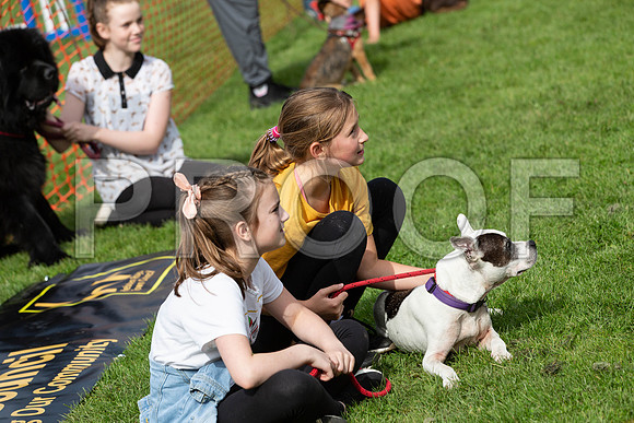 726_HebdensHappyHounds2019_craigshaw
