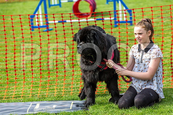 731_HebdensHappyHounds2019_craigshaw