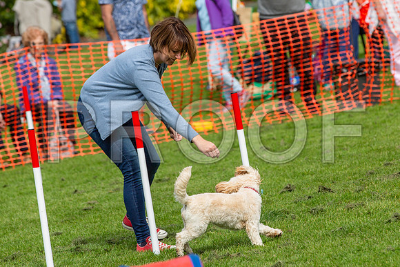 736_HebdensHappyHounds2019_craigshaw