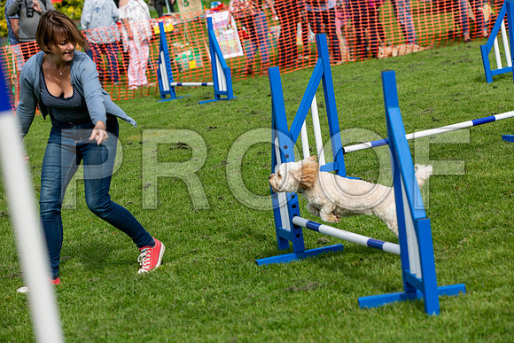 743_HebdensHappyHounds2019_craigshaw