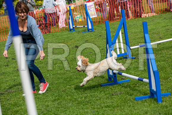 744_HebdensHappyHounds2019_craigshaw