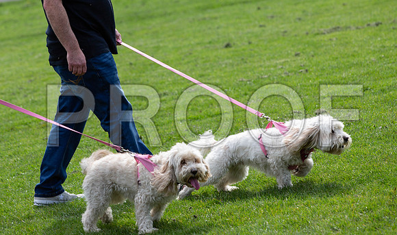 751_HebdensHappyHounds2019_craigshaw