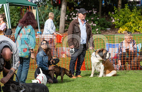 775_HebdensHappyHounds2019_craigshaw