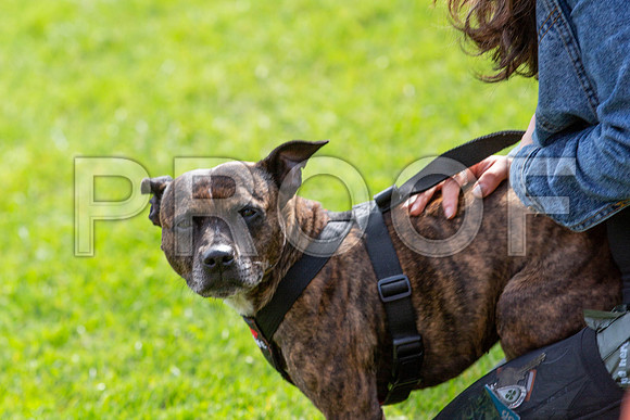 788_HebdensHappyHounds2019_craigshaw