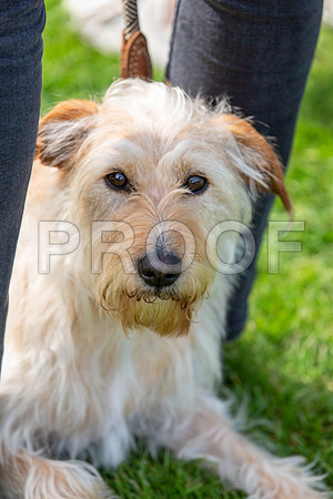 794_HebdensHappyHounds2019_craigshaw