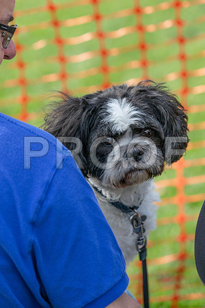 809_HebdensHappyHounds2019_craigshaw