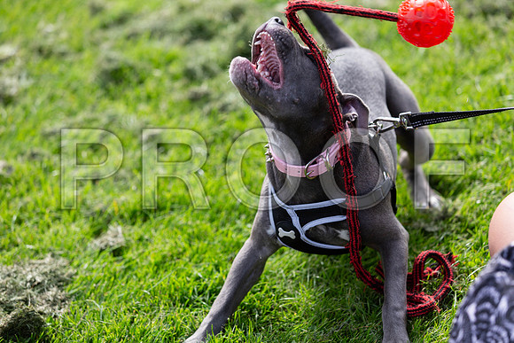 819_HebdensHappyHounds2019_craigshaw