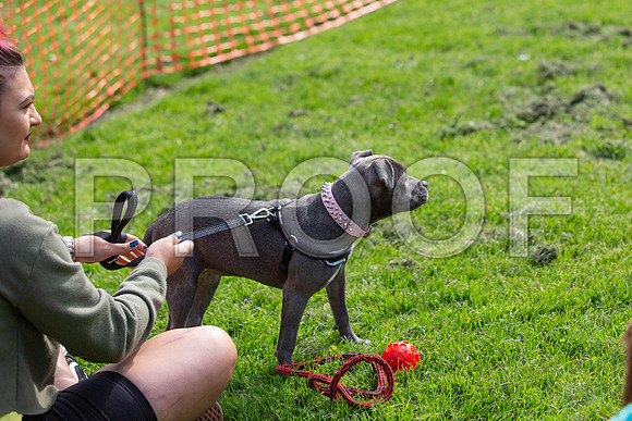 823_HebdensHappyHounds2019_craigshaw