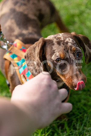 835_HebdensHappyHounds2019_craigshaw