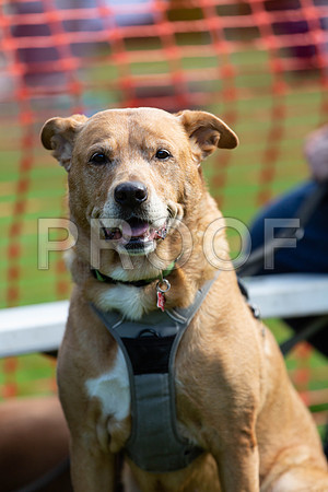845_HebdensHappyHounds2019_craigshaw