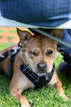 848_HebdensHappyHounds2019_craigshaw