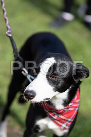 853_HebdensHappyHounds2019_craigshaw