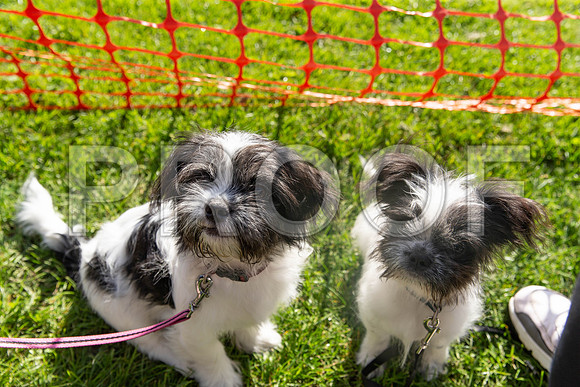 871_HebdensHappyHounds2019_craigshaw