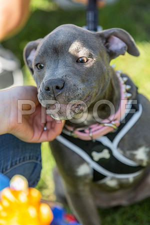 877_HebdensHappyHounds2019_craigshaw