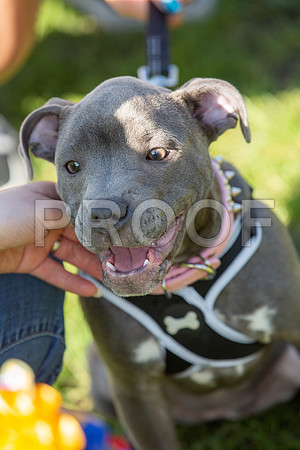 878_HebdensHappyHounds2019_craigshaw