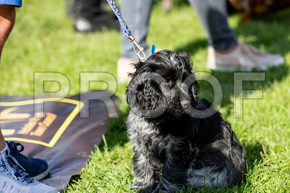 898_HebdensHappyHounds2019_craigshaw