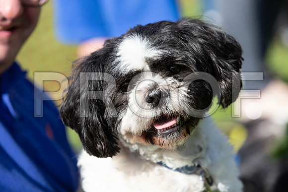 911_HebdensHappyHounds2019_craigshaw