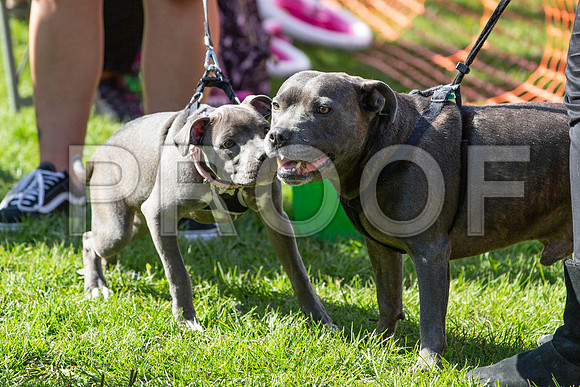 921_HebdensHappyHounds2019_craigshaw