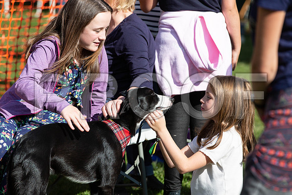 933_HebdensHappyHounds2019_craigshaw
