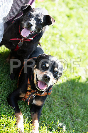 934_HebdensHappyHounds2019_craigshaw