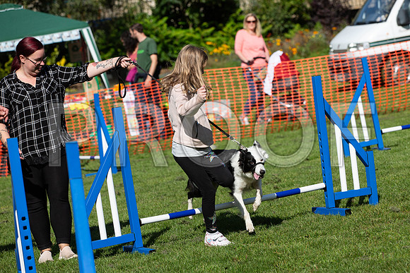 945_HebdensHappyHounds2019_craigshaw