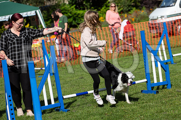 946_HebdensHappyHounds2019_craigshaw
