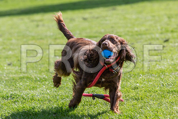 963_HebdensHappyHounds2019_craigshaw