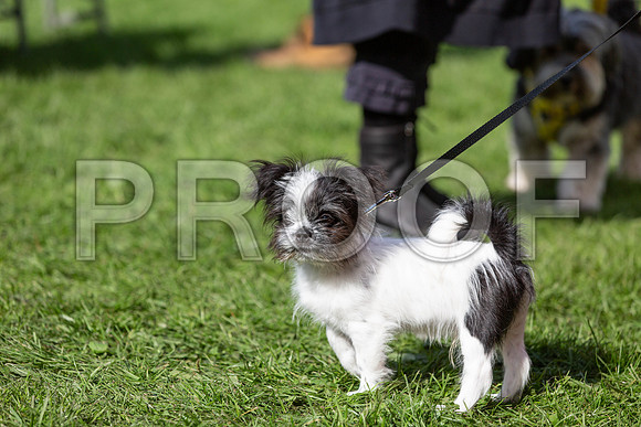 970_HebdensHappyHounds2019_craigshaw