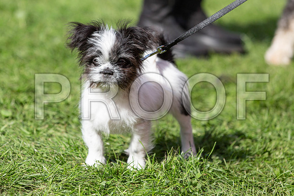 974_HebdensHappyHounds2019_craigshaw