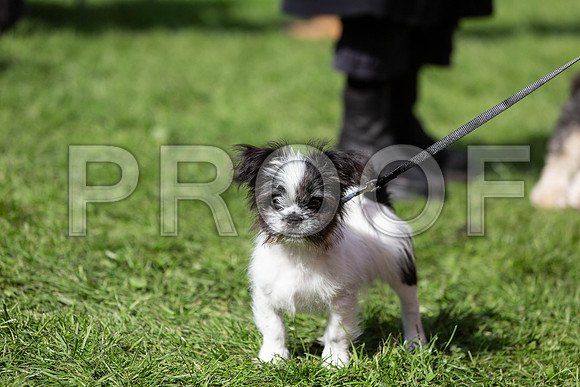 975_HebdensHappyHounds2019_craigshaw