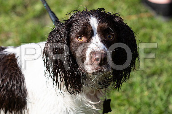 982_HebdensHappyHounds2019_craigshaw