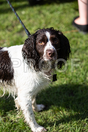 982_HebdensHappyHounds2019_craigshaw-2